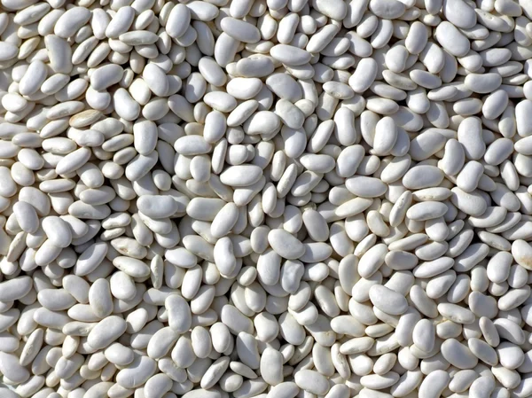 흰 강 낭 콩 — 스톡 사진