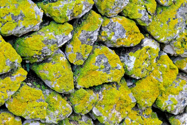 Moss duvar — Stok fotoğraf