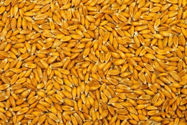 buğday tahıl