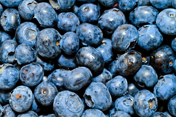 Blueberry bunch — Stock Photo, Image