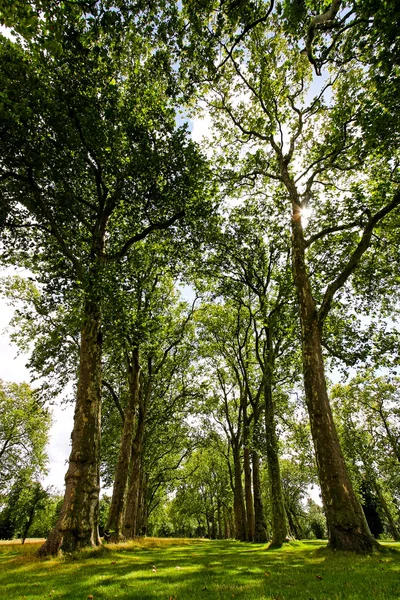 Vysoké stromy — Stock fotografie