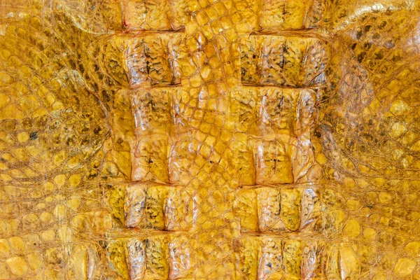 Alligator huid — Stockfoto