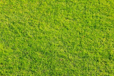 Green grass clipart