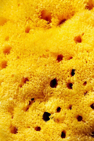 黄色的海绵 — 图库照片