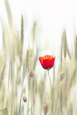 Poppy in the wheat field