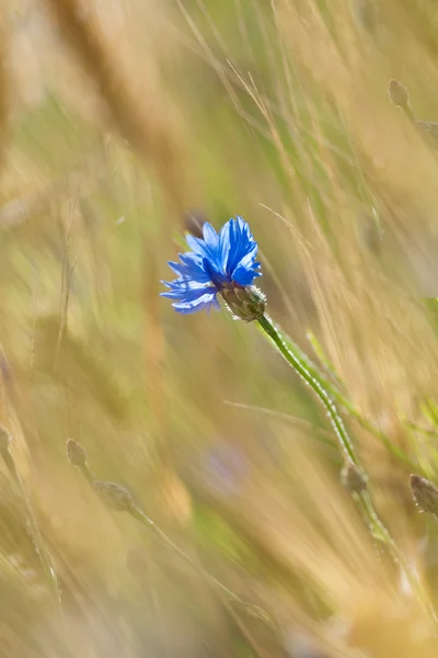 Blue cornflower in the wind — Stock Photo, Image