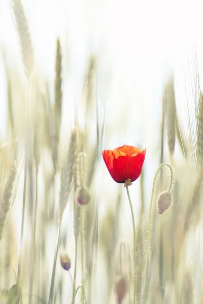 Poppy Wheat Field — Stock Photo, Image