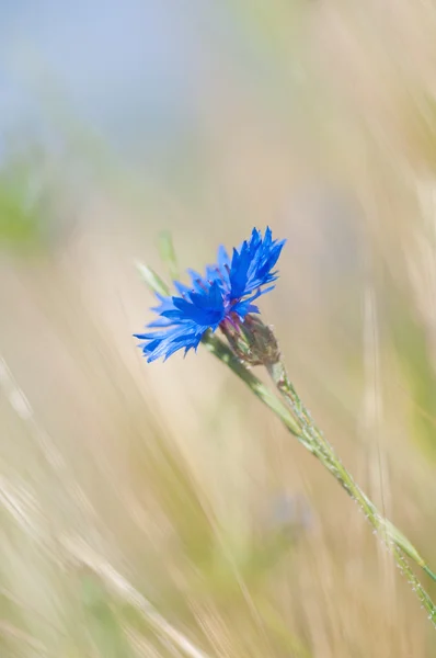 Blue Cornflower Wind — Stock Photo, Image