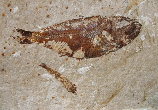 Fóssil de peixe 2 — Fotografia de Stock