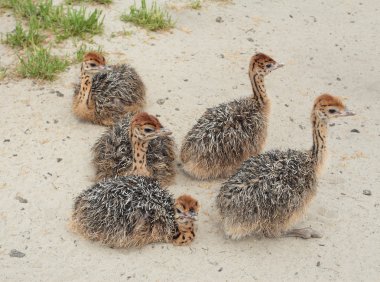 Group of young ostrich clipart