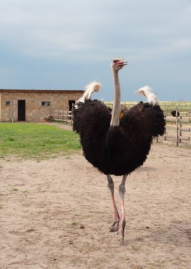 Male ostrich on a farm clipart