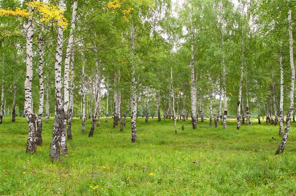 stock image Birch grove