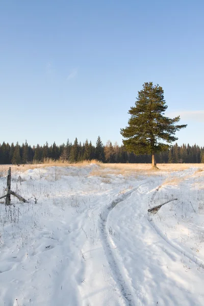 Krajobraz Zimowy — Zdjęcie stockowe