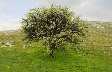 ağaç tepe üzerinde