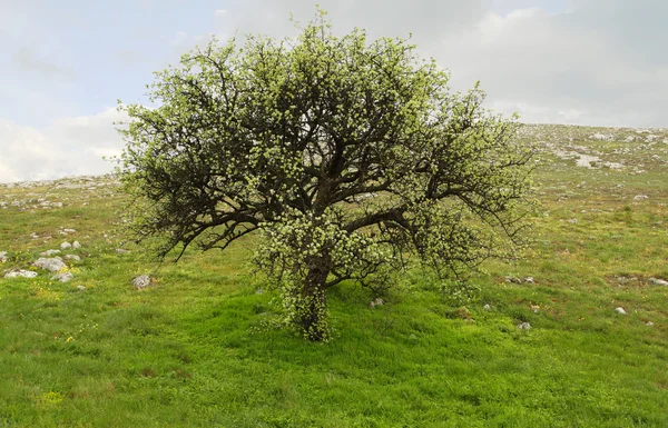Baum auf dem Hügel — Stockfoto