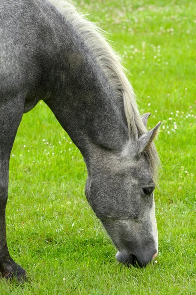 Jovem cavalo em um pasto verde brilhante — Fotografia de Stock