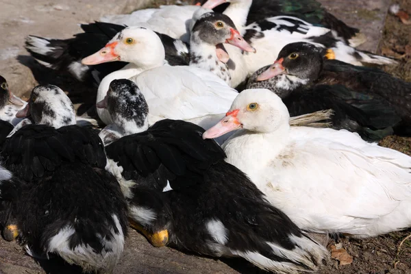 stock image Ducks