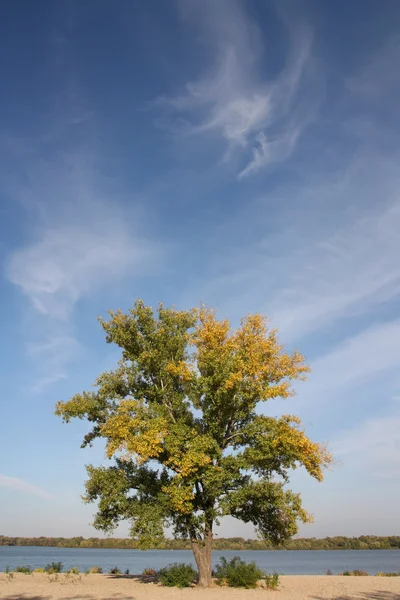 stock image Tree on the riverbank