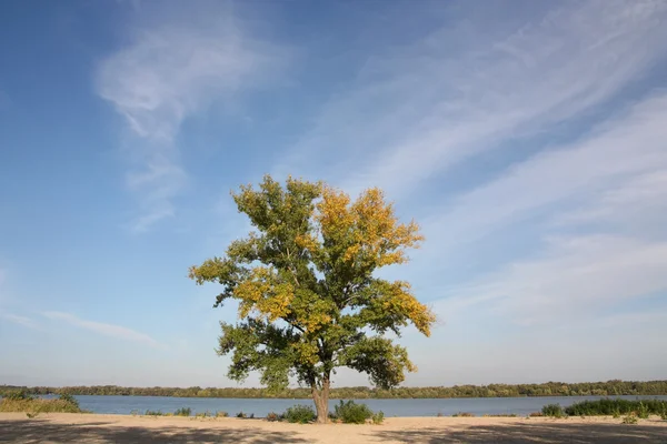 stock image Tree on the riverbank