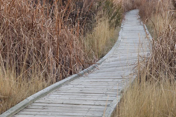 Nature trail in wetland — Stock Photo, Image