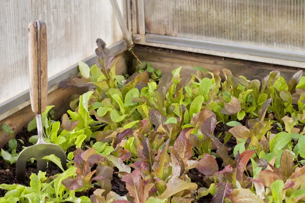 Baby salát na skleníkových — Stock fotografie