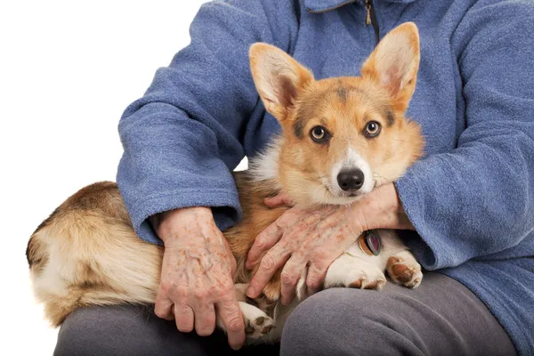 古い手と若い子犬 — ストック写真