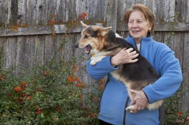 üst düzey kadın (80 yaşında) etkin üç renk pembroke welsh corgi köpek onu tutan kollar, Bahçe veya arka bahçe sahne