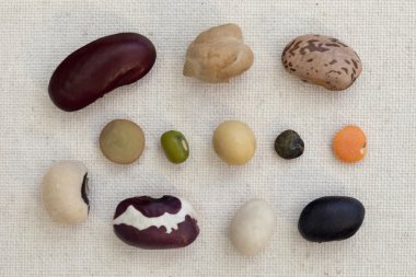 Variety of beans and lentils on canvas clipart
