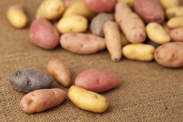 Fingerlinga ziemniaki odmiany — Zdjęcie stockowe
