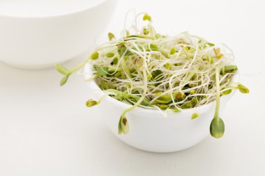 Sprout mix in white bowl clipart