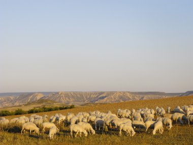 Bardenas Reales