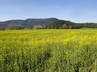 Banyoles, Katalonya, İspanya