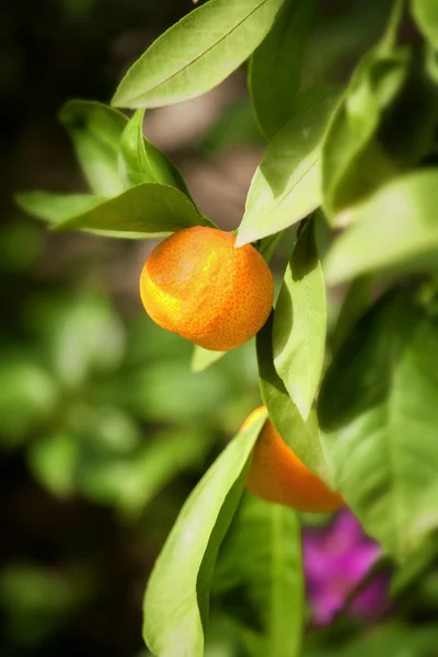 Mandarin träd — Stockfoto