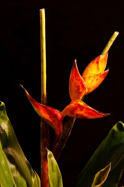 Kwiat Heliconia Znany Również Jako Szczypce Homara — Zdjęcie stockowe