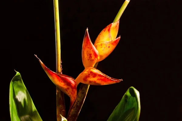 Humra dráp / Heliconia květina — Stock fotografie