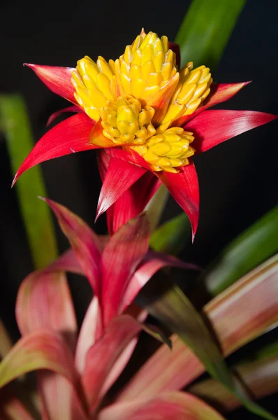 Planta bromélia florescente — Fotografia de Stock