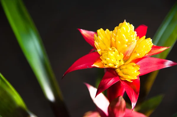 Planta bromélia florescente — Fotografia de Stock