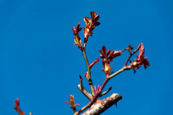 Rose blossom mycket tidigt på våren — Stockfoto