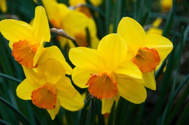 Daffodils in spring clipart