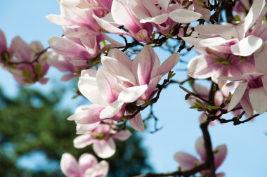 Magnolia blossom clipart