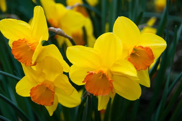 Daffodils in spring Royalty Free Stock Photos