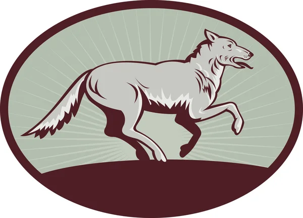 Gray wolf running — Stock Photo, Image