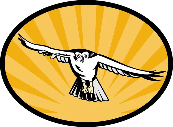 Goshawk bird swooping down — Stock Photo, Image