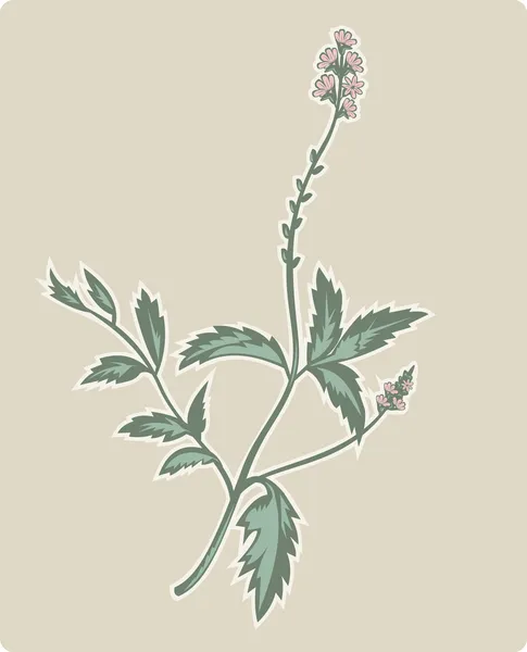Vasfű vagy verbéna virágos növény — Stock Fotó