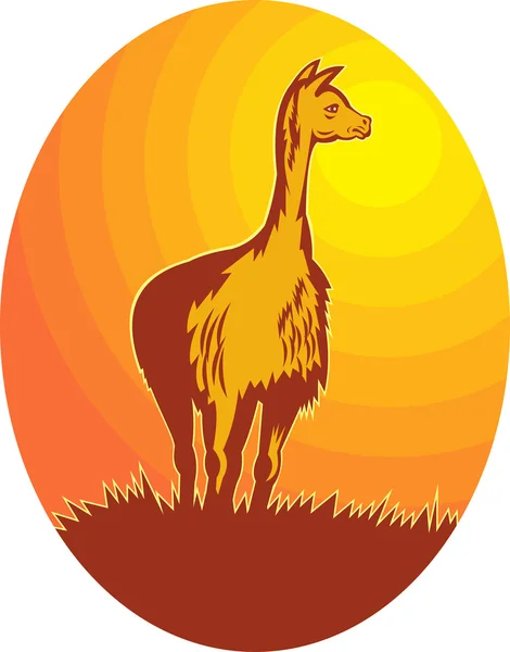 Vicuna standing with sun in background — Stock Photo, Image