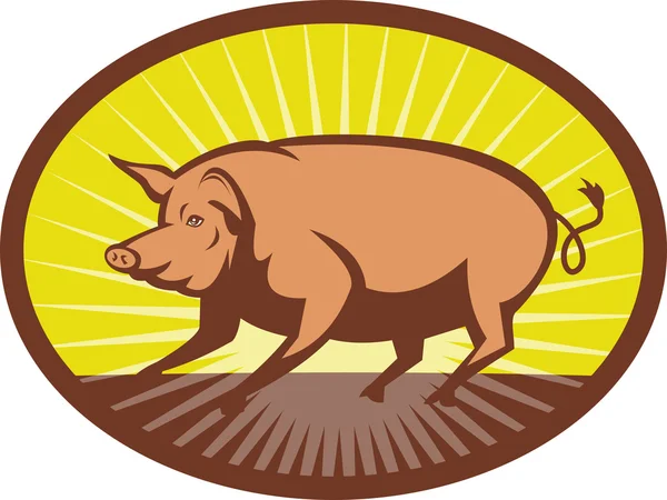 Pig side view with sunburst — Stock Photo, Image