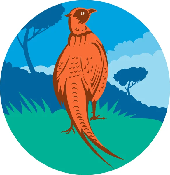 Pheasant bird walking with tree — Stock Photo, Image