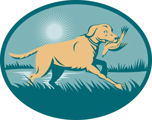 Собака-ретривер с птицей на болотах — стоковое фото