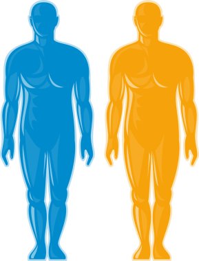 Male human anatomy standing front clipart