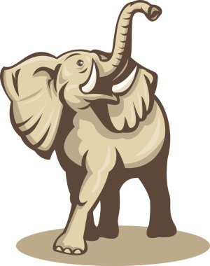 African bull elephant charging attacking clipart